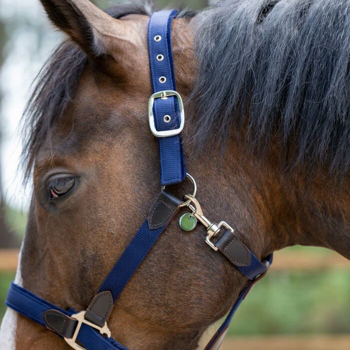 Médaille cheval personnalisée acier inoxydable doré ronde M
