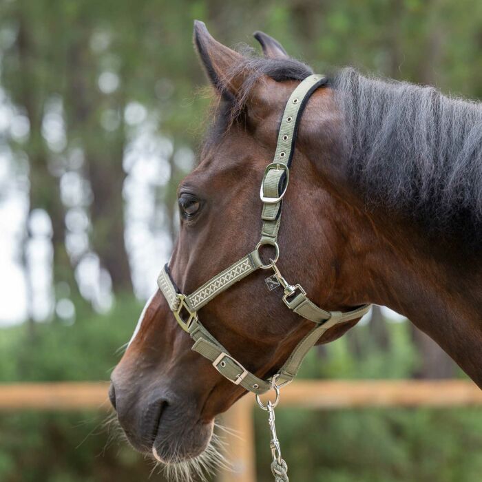 Médaille cheval personnalisée acrylique Losange S
