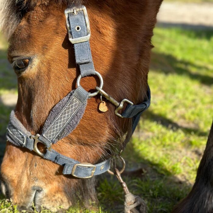 Médaille cheval personnalisée bois coeur 19x21mm M