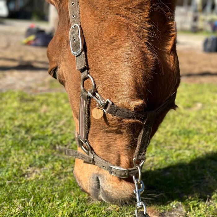 Médaille cheval personnalisée bois ronde 20 mm M