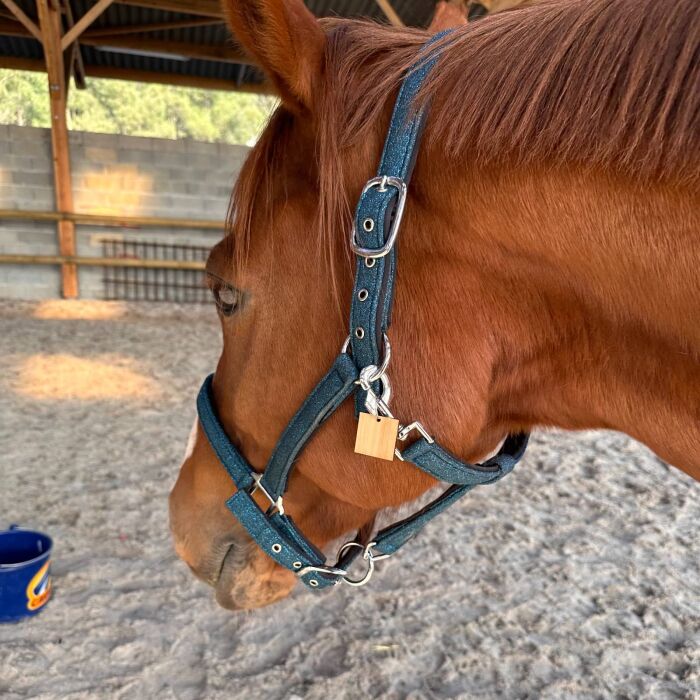 Médaille cheval personnalisée bois Carrée 27x27mm M
