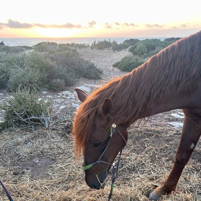 Médaille cheval personnalisée acier inoxydable doré ronde 22mm
