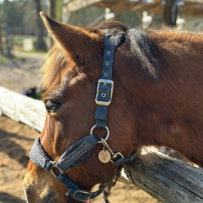 Médaille cheval personnalisée bois ronde 28mm