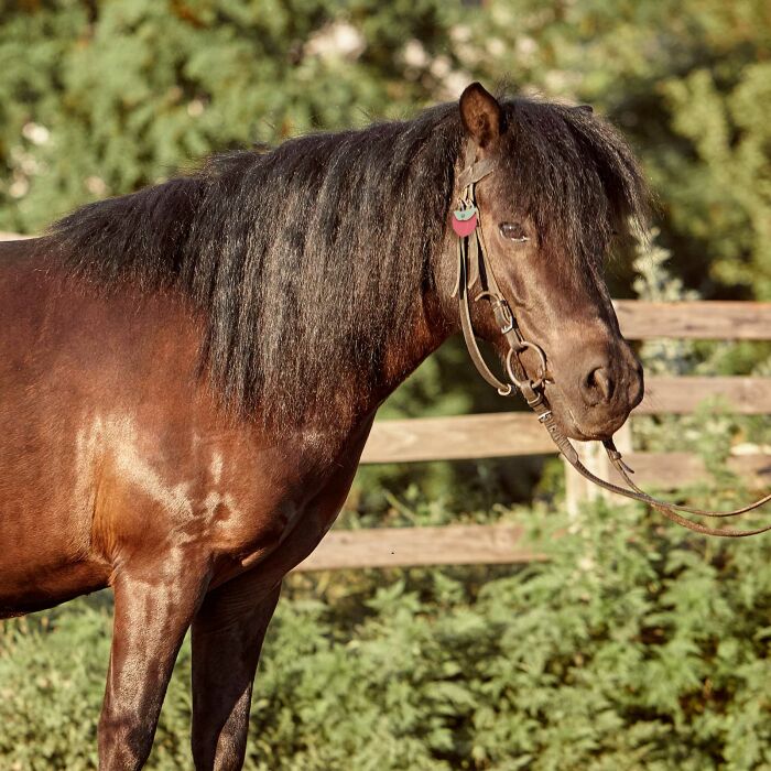 Médaille cheval personnalisée acrylique coloré Pêche 23x31mm